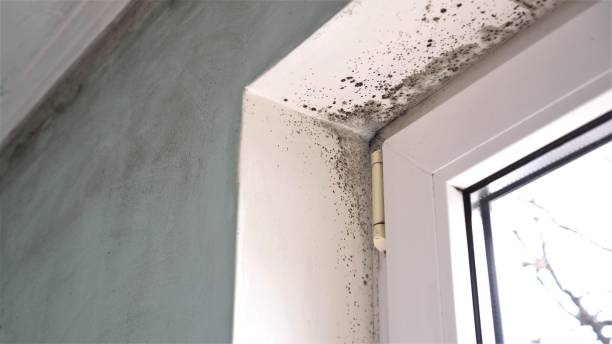 Best Mold Testing and Inspection Services in Glens Falls North, NY