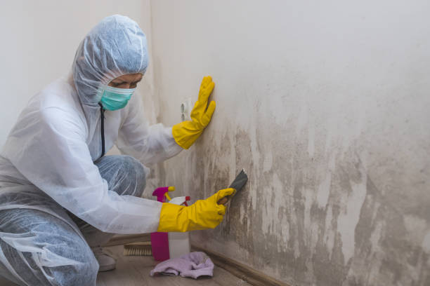 Best Basement Mold Remediation in Glens Falls North, NY