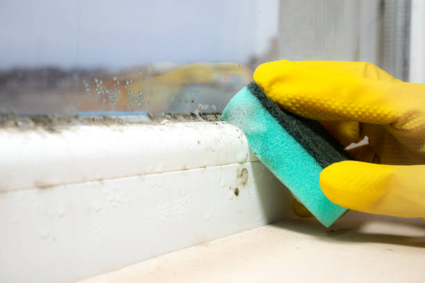 Best DIY Mold Remediation Support Services in Glens Falls North, NY